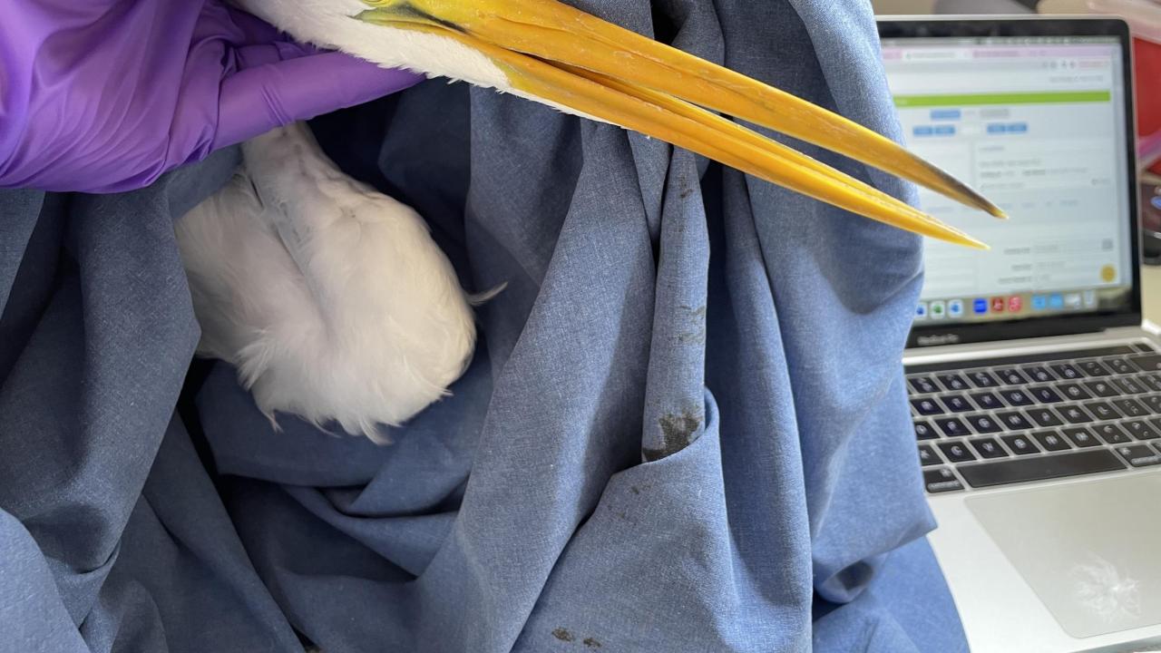 egret held in a sheet