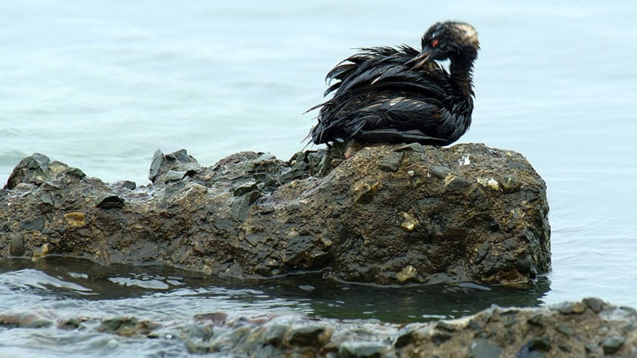 OILED GREBE