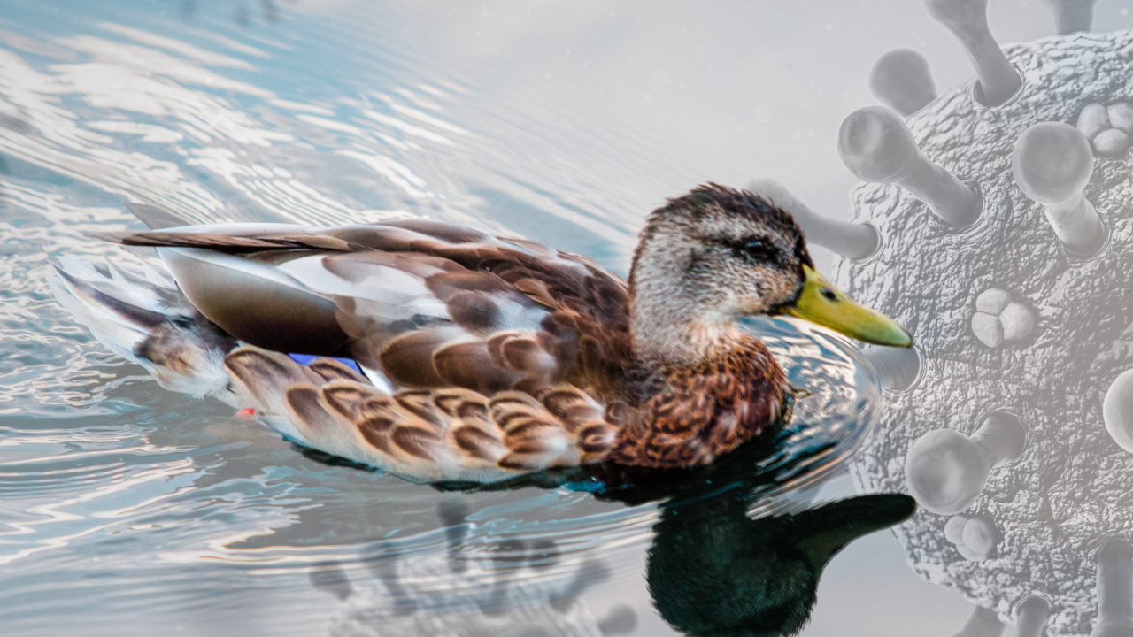 duck swimming over virus graphic