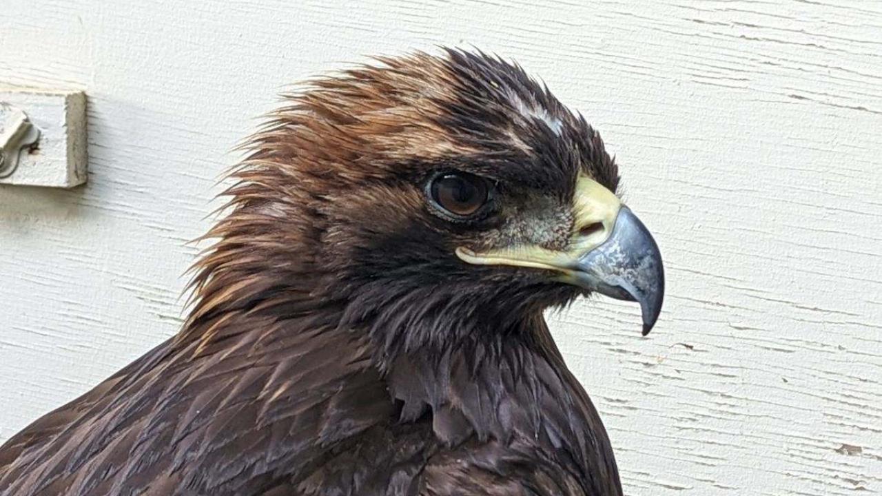 golden eagle headshot