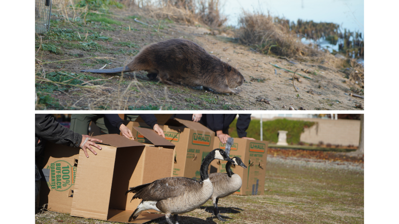 beaver and geese are released back to the wild
