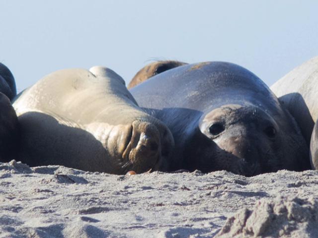 sleeping elephant seals
