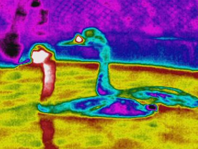 grebe thermography