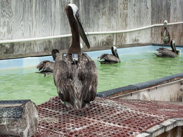 brown pelican study