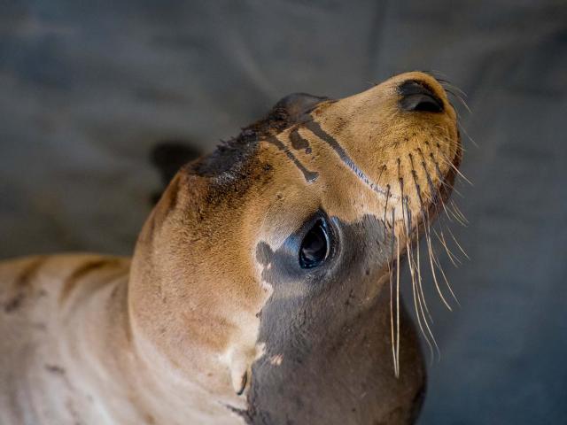 oiled california sea lion from refugio