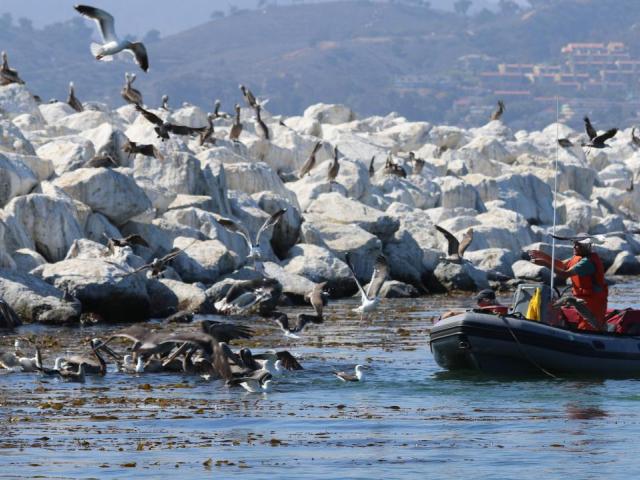 brown pelican capture in july 2015