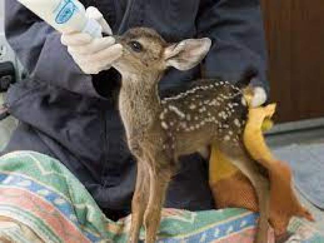 California Wildlife Center