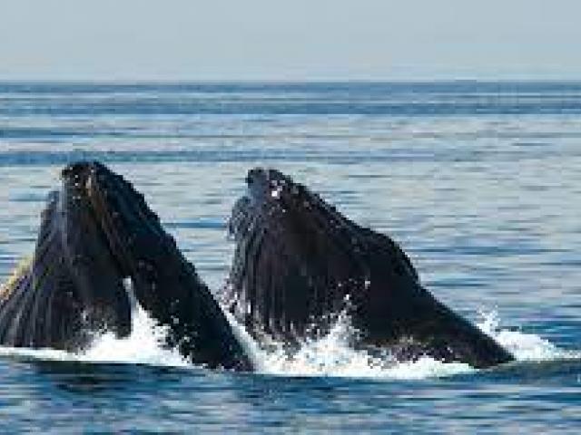 Channel Islands Marine Wildlife Institute