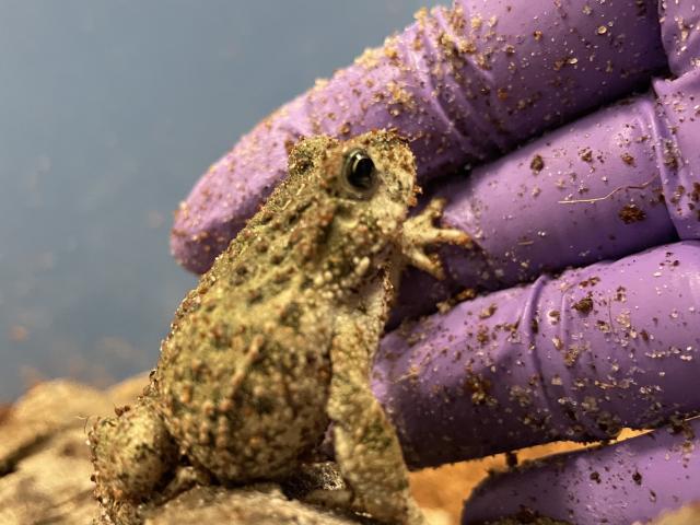 Western Toad rescued during Los Gatos Creek Incident