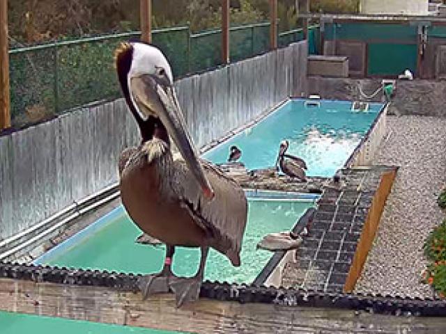 International Bird Rescue North
