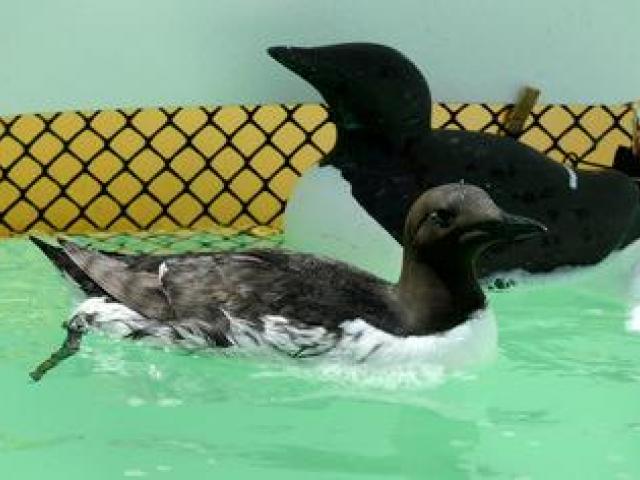 International Bird Rescue South