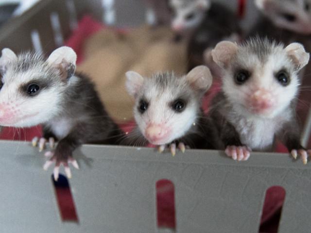 Native Animal Rescue