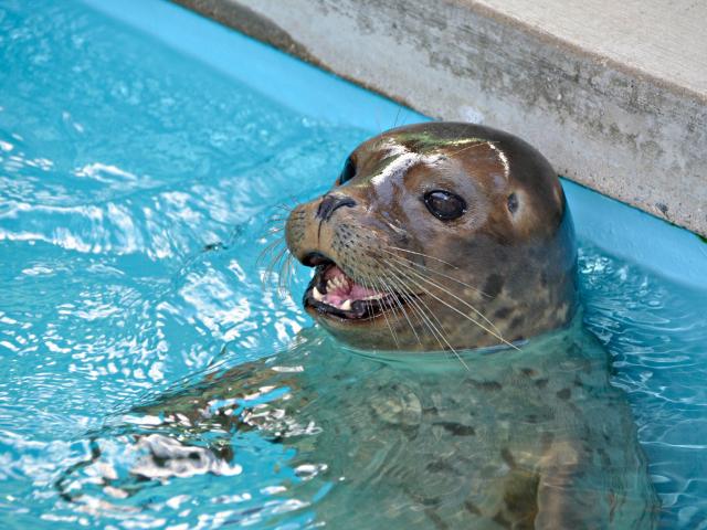 Pacific Marine Mammal Center