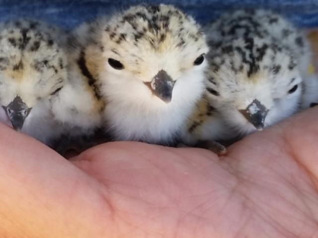 San Francisco Bay Bird Observatory