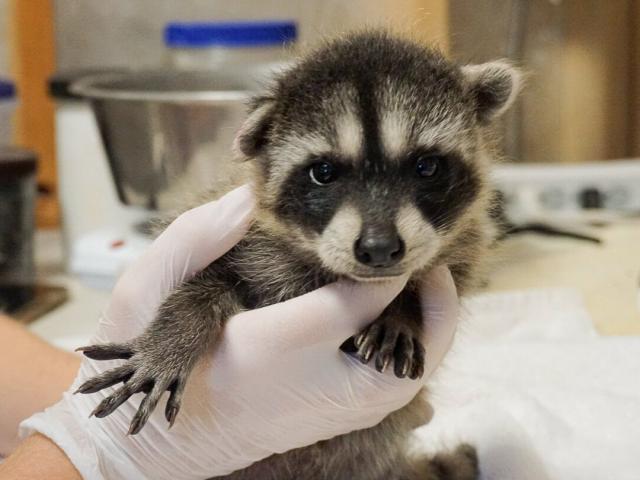Santa Barbara Wildlife Care Network baby raccoon