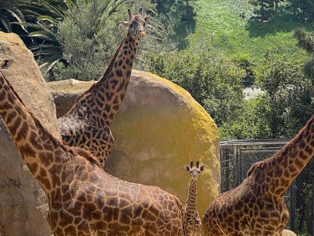 Santa Barbara Zoo