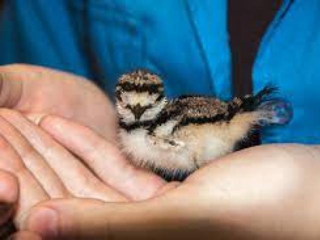 Shasta Wildlife and Rehabilitation