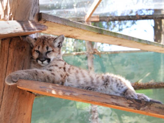 Sonoma County Wildlife Rescue mountain lion cub