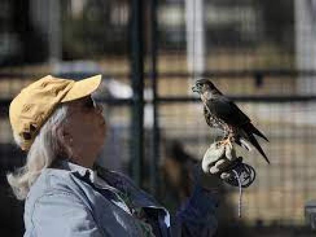 The Bird Rescue Center