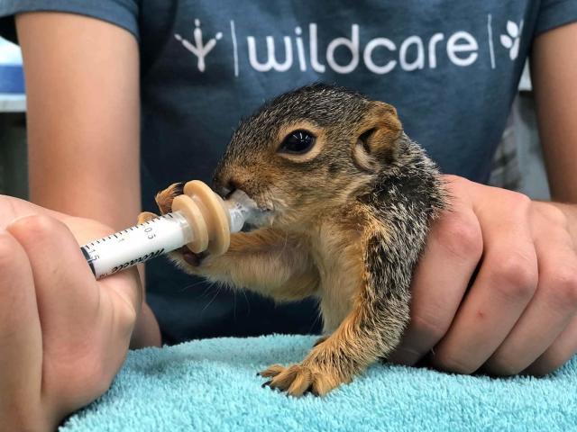 WildCare baby squirrel