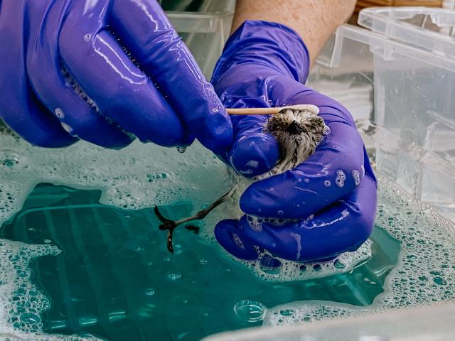 washing oiled snowy plover