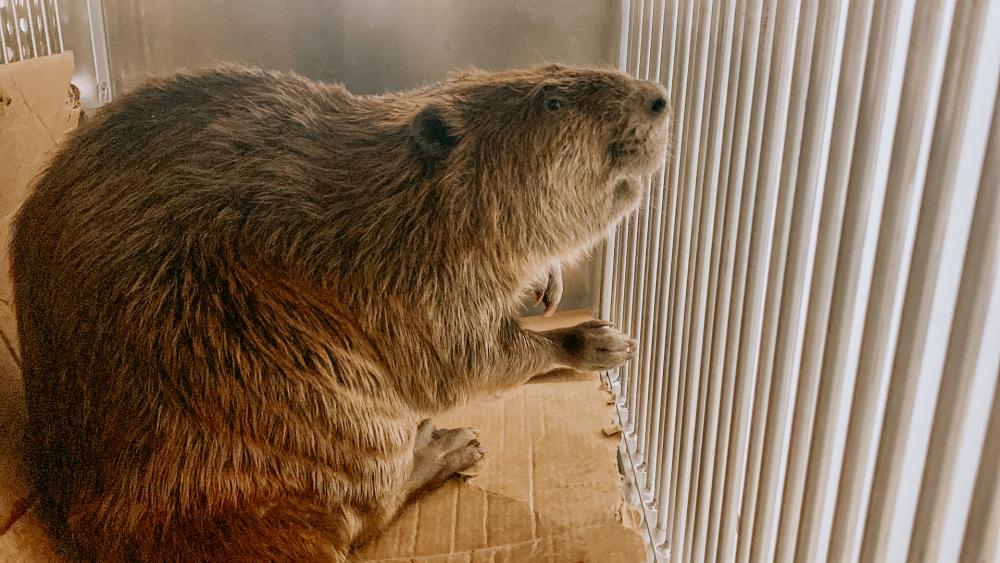beaver photo