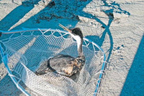 Oiled grebe in net
