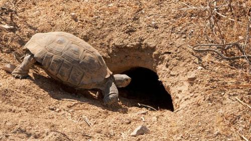 a desert tortoise entering its burrow