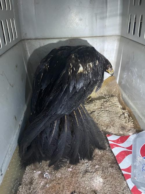 an oiled golden eagle in a transport carrier