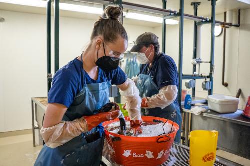 mackenzie washes an oiled canada goose