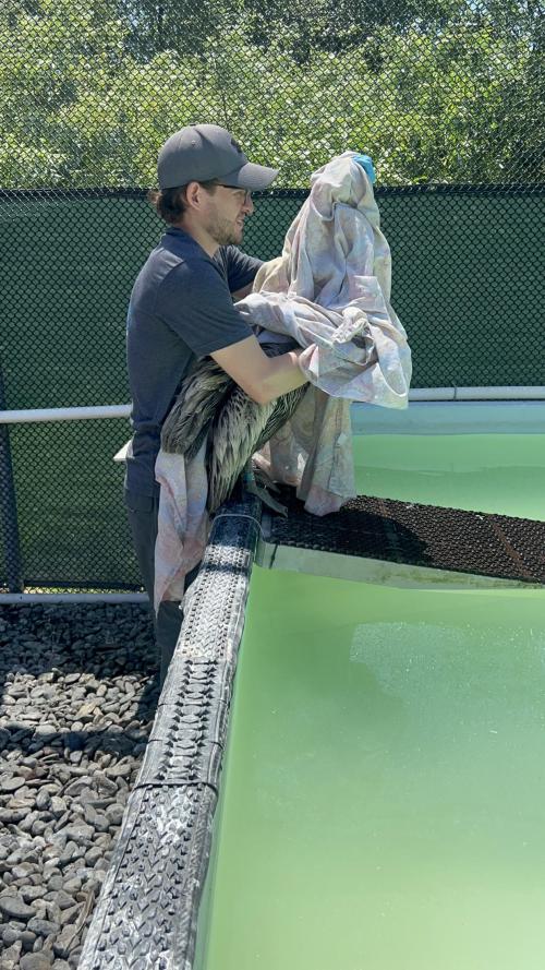 Pelican rehab at International Bird Rescue