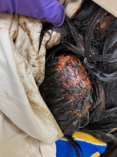 the oiled skin of a golden eagle