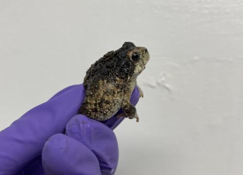 an oiled toad is held in a gloved hand