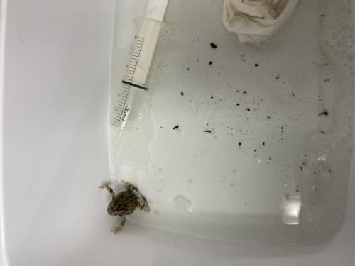 a toad in a wash tub with wash tools