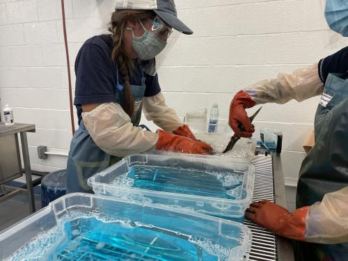 an oiled grebe is washed by two responders