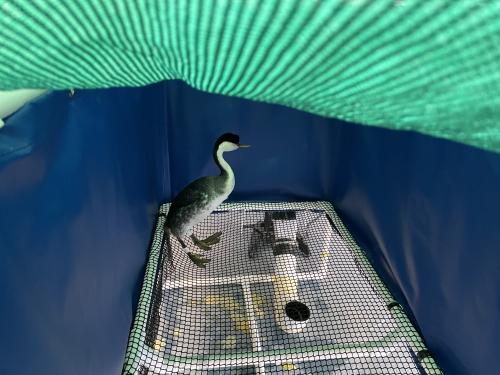 a grebe rests in a drying pen