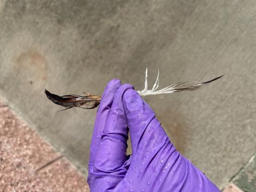an oiled feather and a cleaned feather are held by a gloved hand