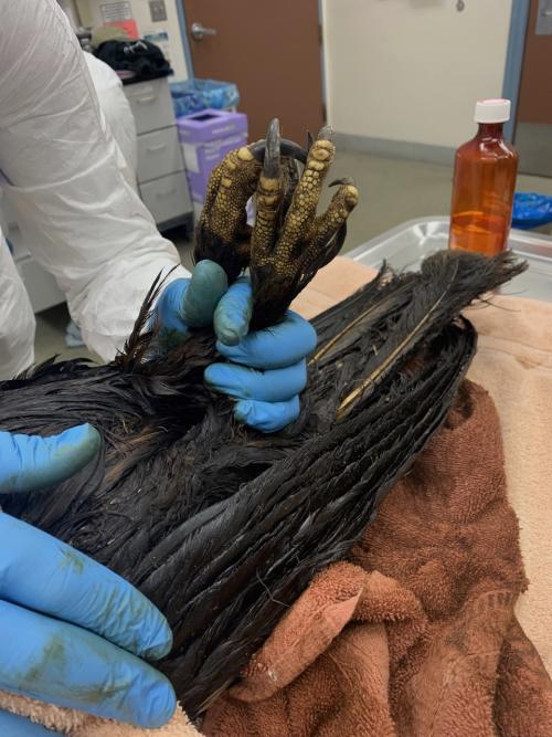 an oiled eagle is restrained for an exam at a veterinary hospital