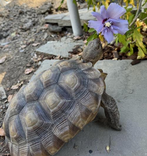 a tortoise eating a blue flower