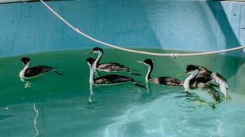 grebes floating in a pool