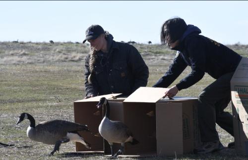 Julie releasing geese