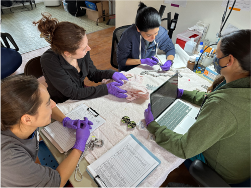 botulism banding
