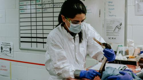 an oiled grebe is examined by a responder