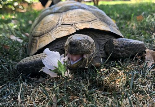 a blind desert tortoise eats a flower