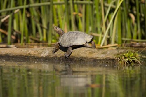a western pond turtle rests on a log