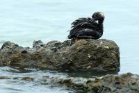 OILED GREBE
