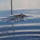 beaver released into Tanzanite Park