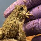 a toad reaches for a gloved hand