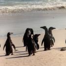 penguins at treasure