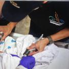 telemetry band for brown pelicans